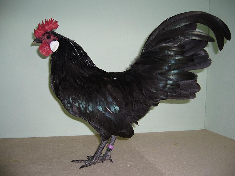 Muenster 2008 212.jpg - Zwerg Augsburger schwarz Rolvering Lena Preis SG 94